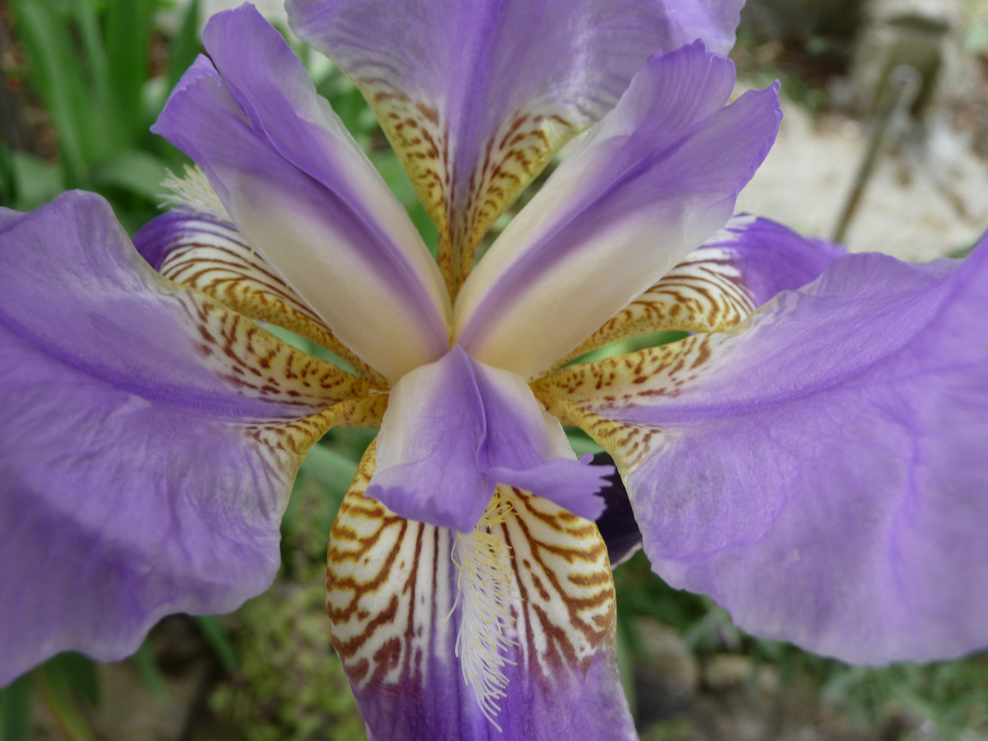 iris