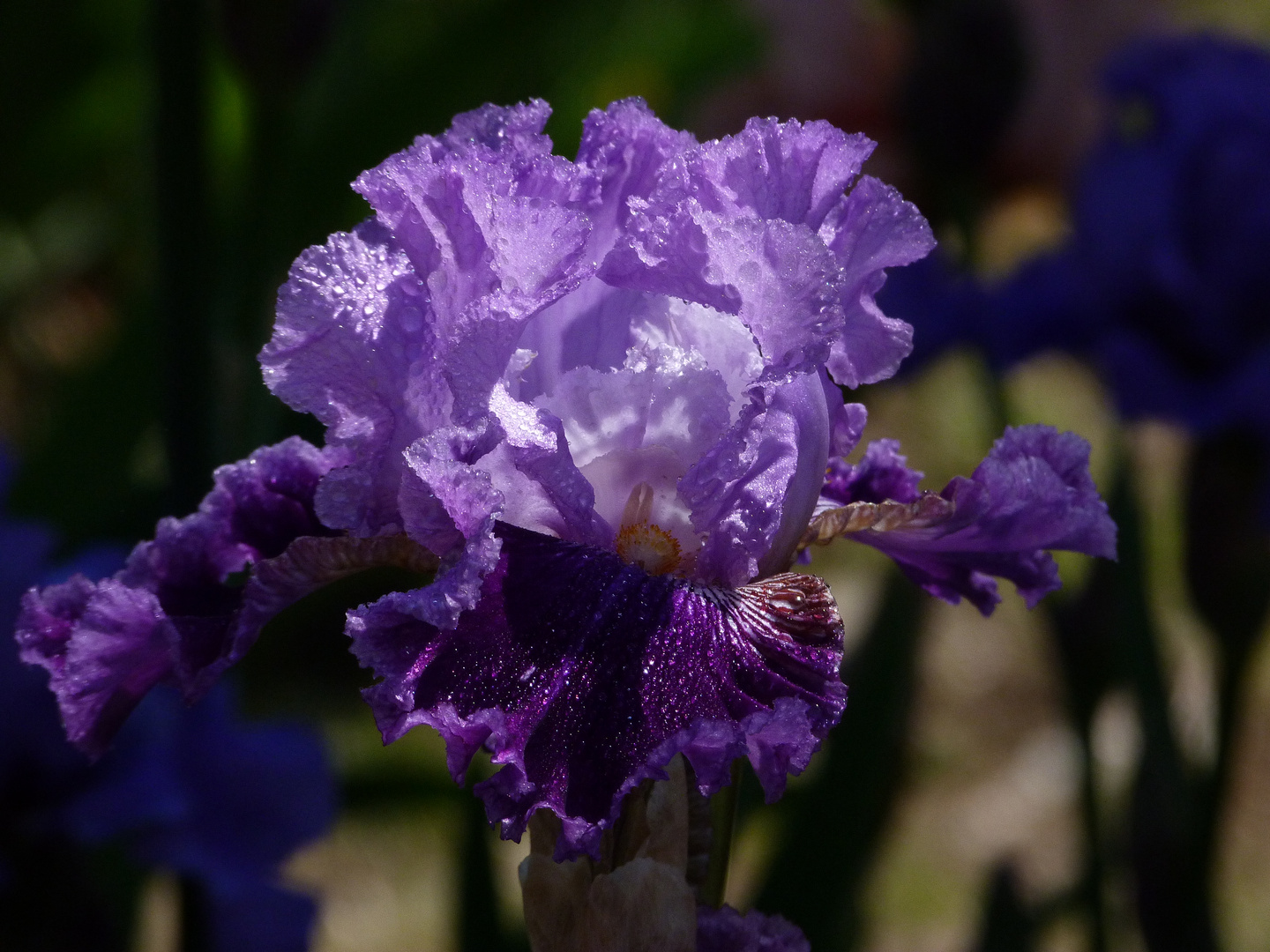 iris