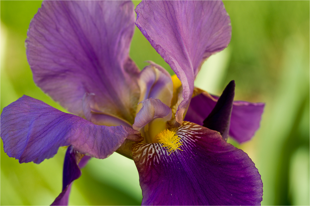 Iris