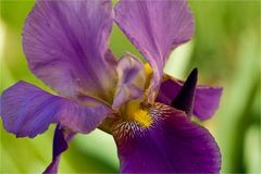 Iris