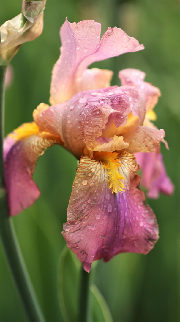 Iris