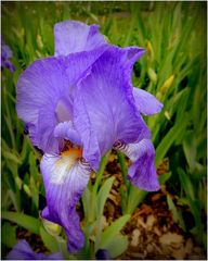 iris