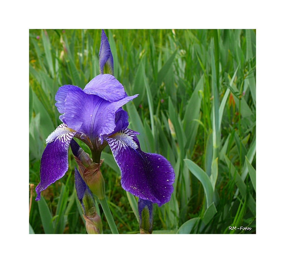 Iris