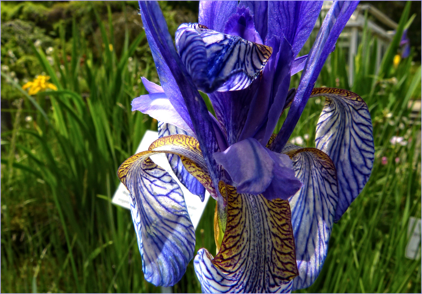 IRIS