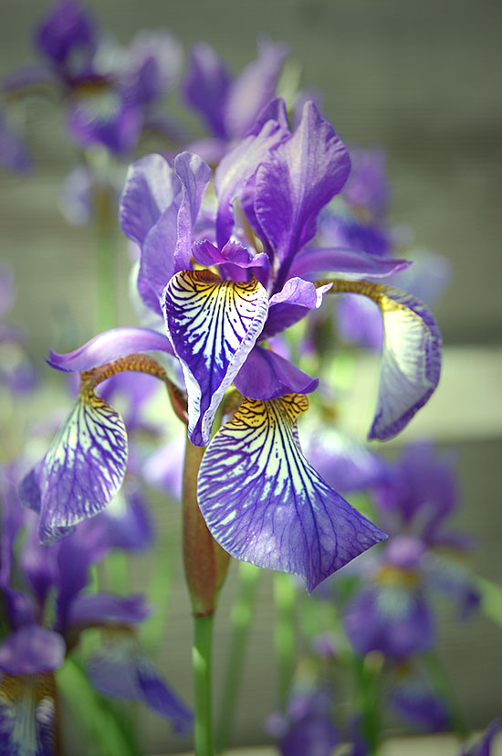 Iris