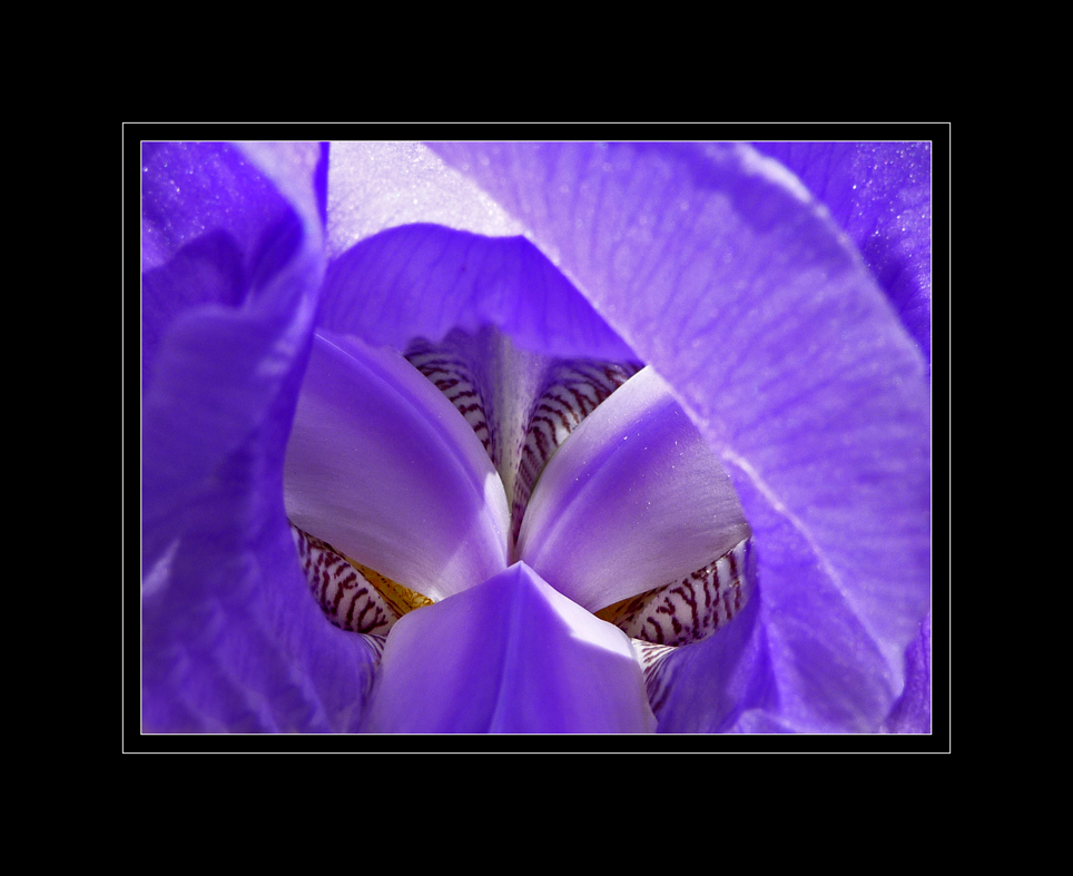 Iris........