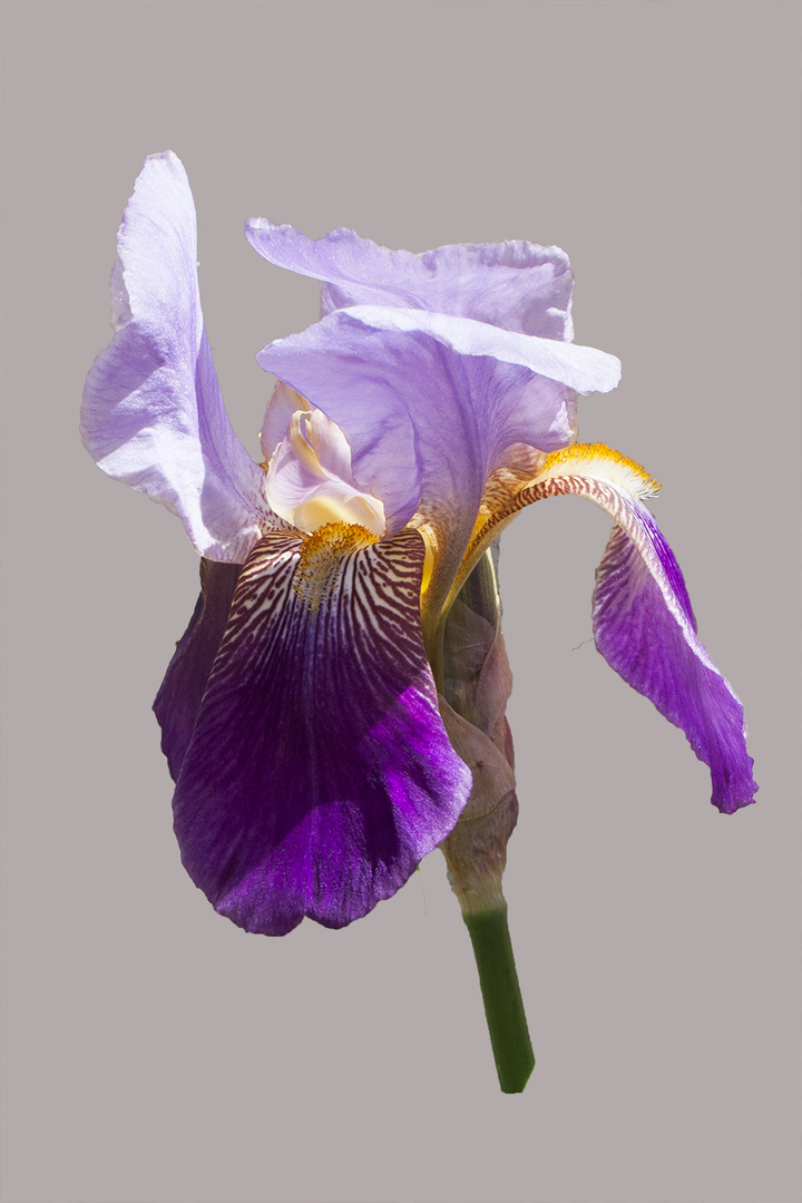  iris