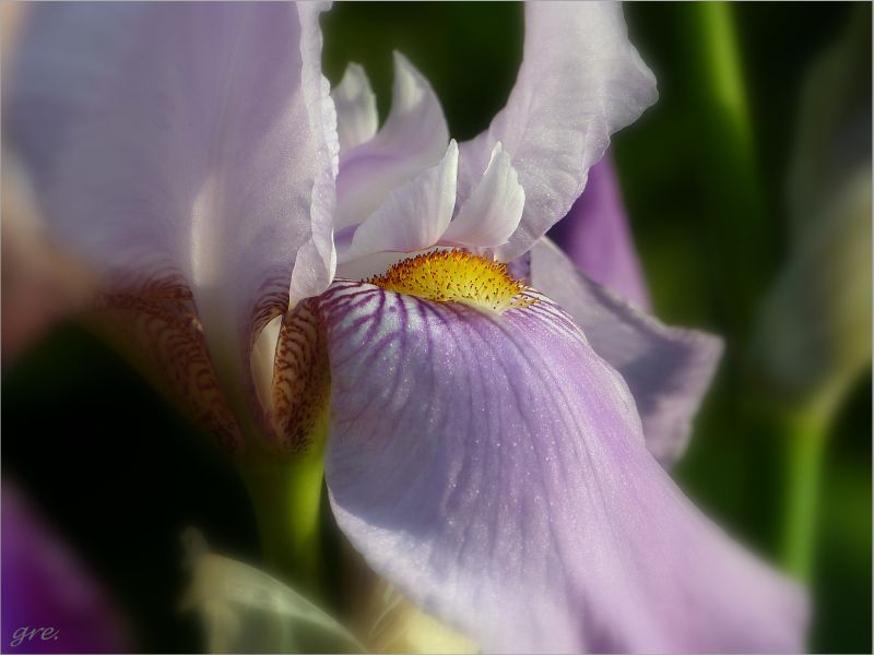 Iris*