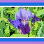 Iris einmal anders.....