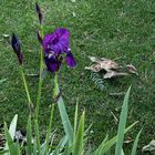 Iris en automne