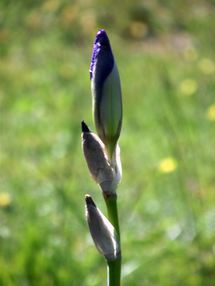 IRIS EN BOUTON DE MON VERGER