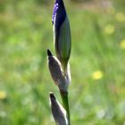 IRIS EN BOUTON DE MON VERGER