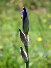 IRIS EN BOUTON DE MON VERGER