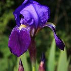 Iris en fleur.....