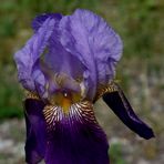 IRIS EN FLEURS