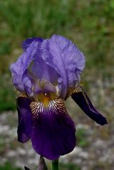 IRIS EN FLEURS