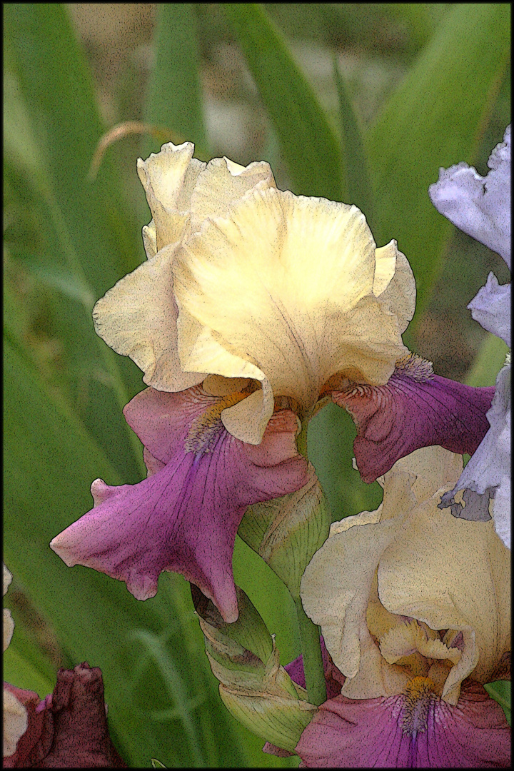 IRIS EN GROS PLAN ORIGINAL JPEG