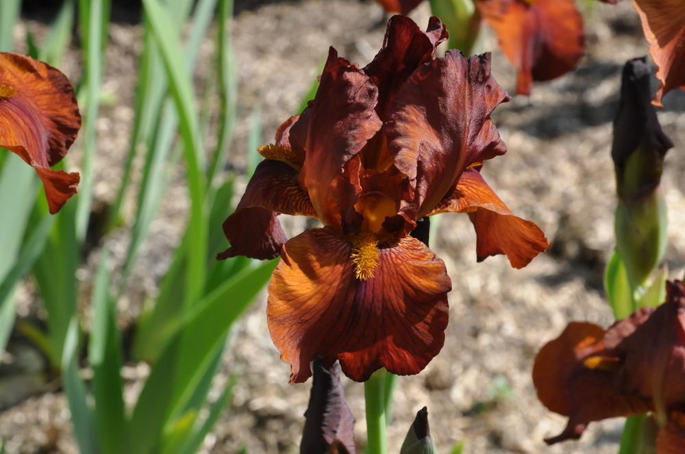 Iris en robe caramel au lait ....