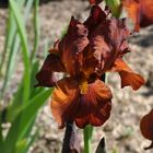 Iris en robe caramel au lait ....