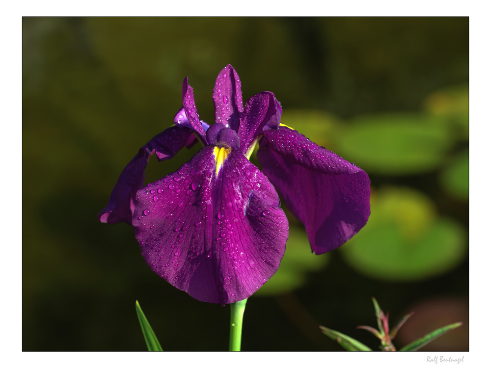 Iris ensata II