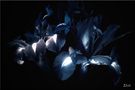 Iris entre ombre et lumière by Elvina Benoist-Audiau