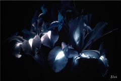 Iris entre ombre et lumière