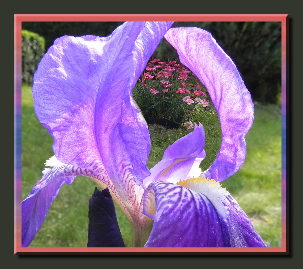 Iris et Anthémis