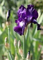 Iris 'Exotic Star'