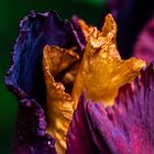 Iris extrem