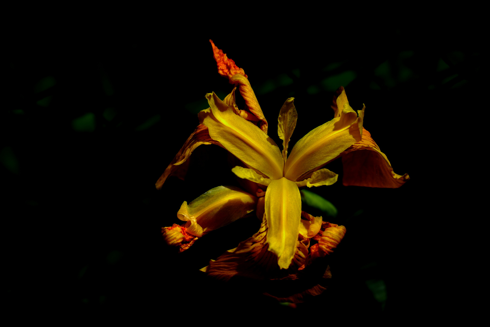 Iris