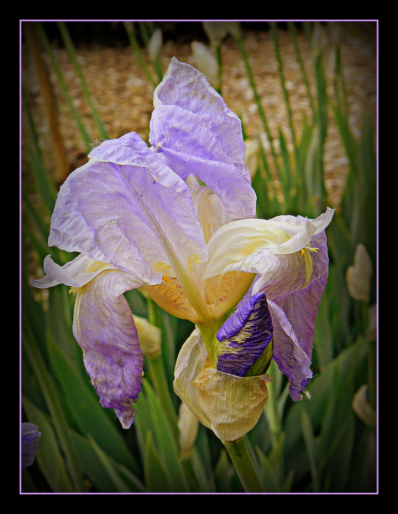 iris