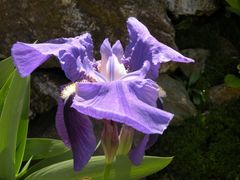 Iris