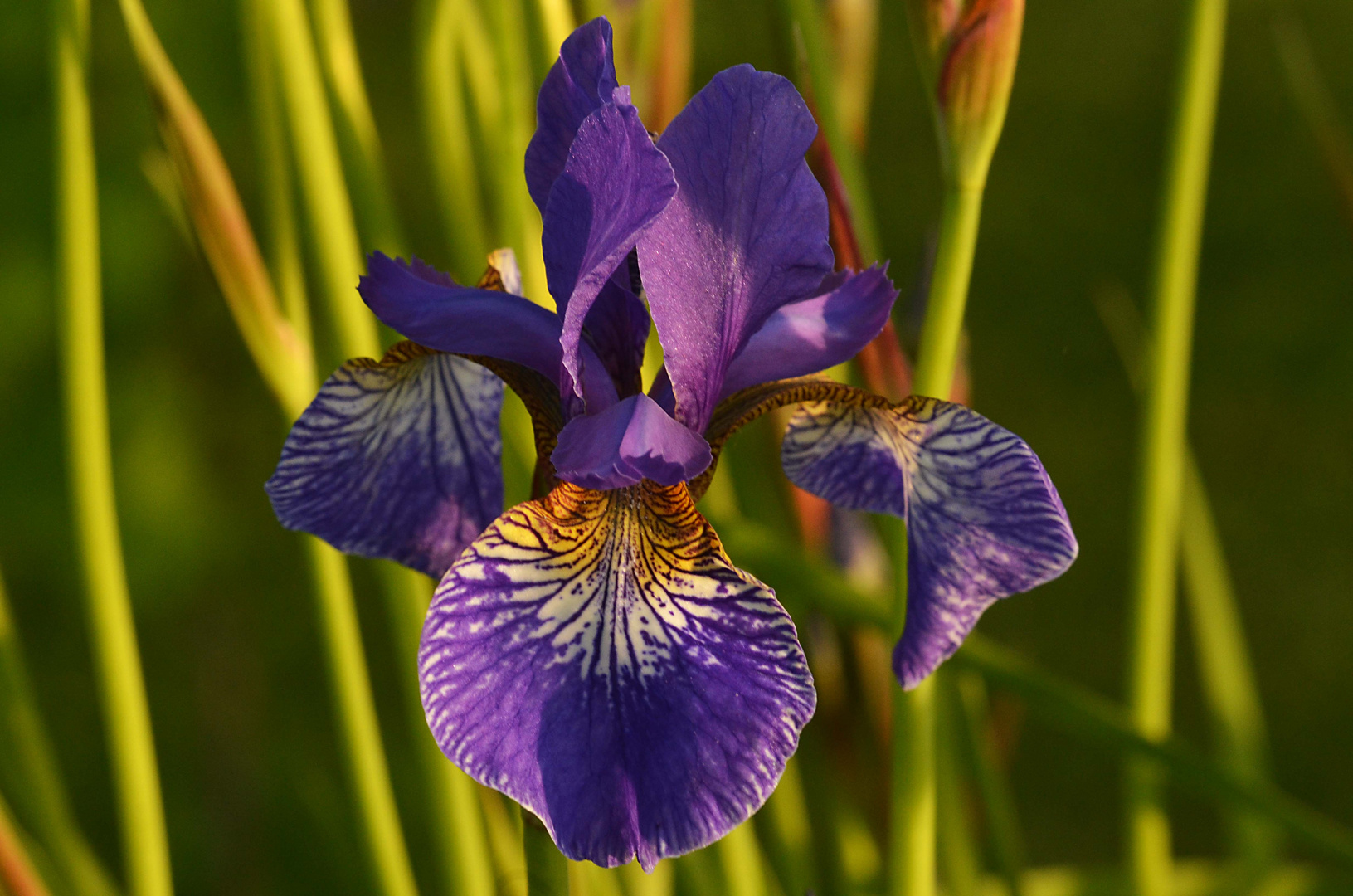 iris