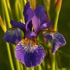 iris