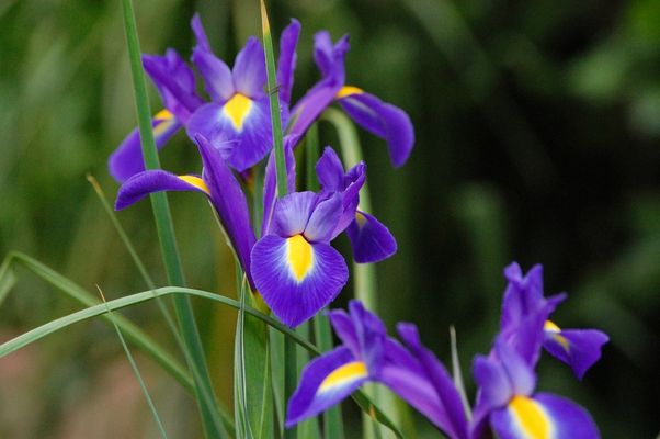 Iris