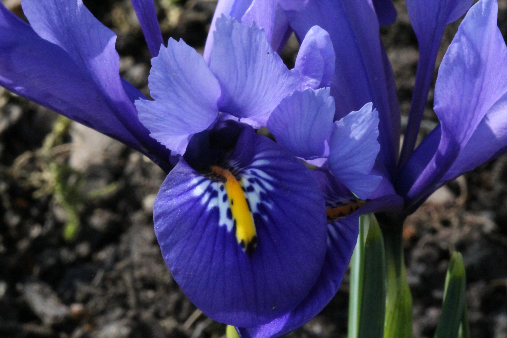 Iris