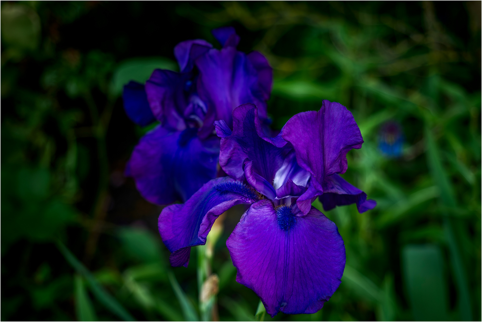 Iris