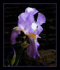 iris