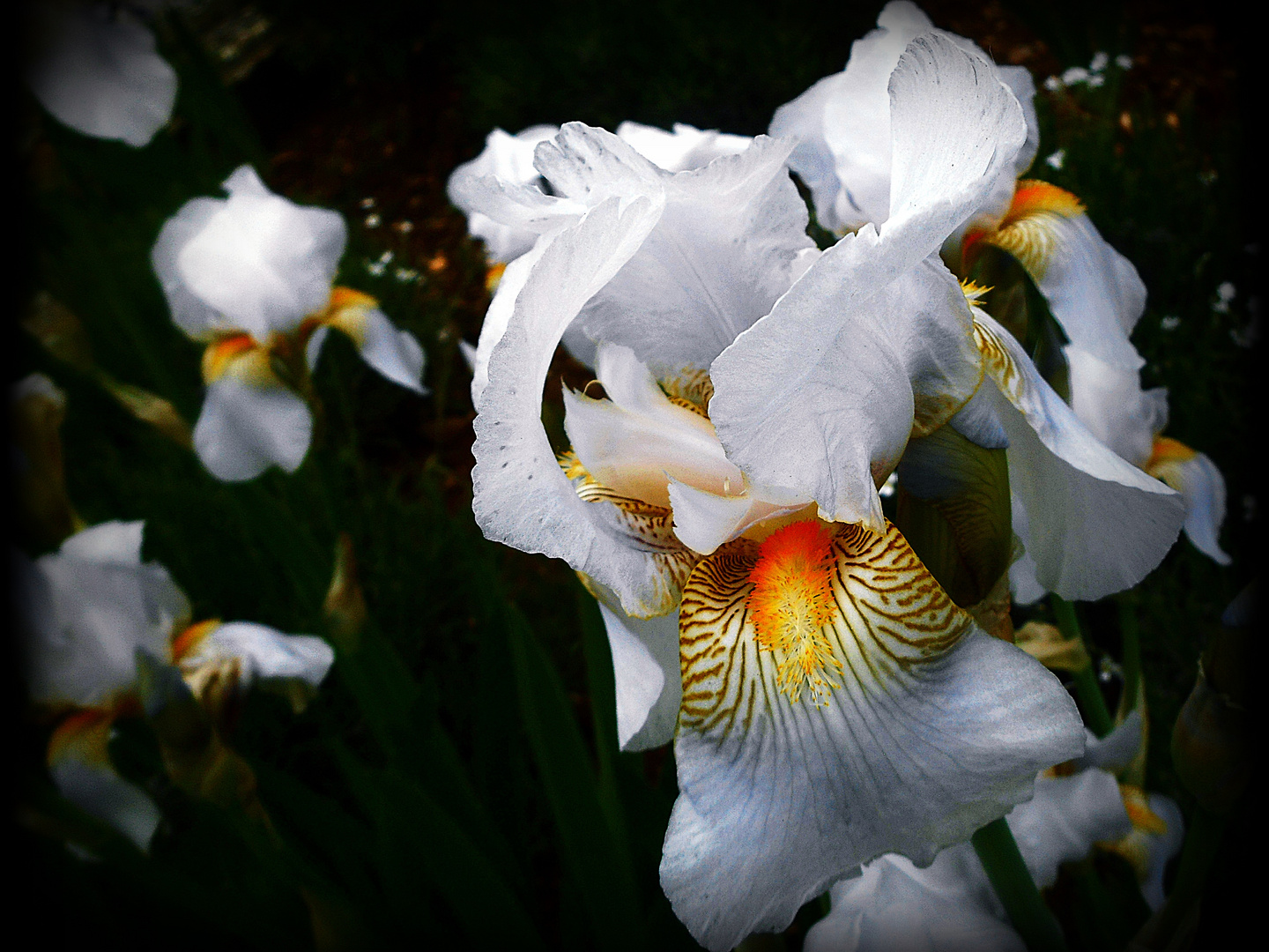 Iris