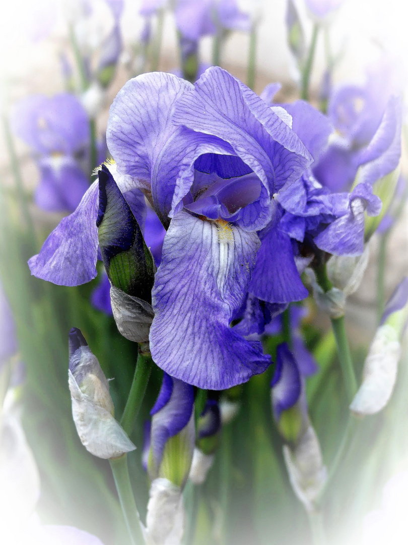 IRIS