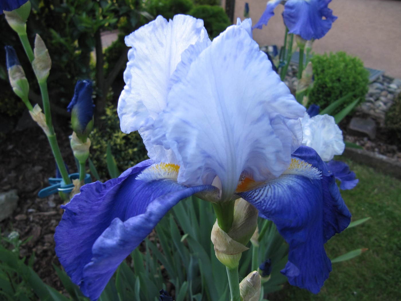 Iris