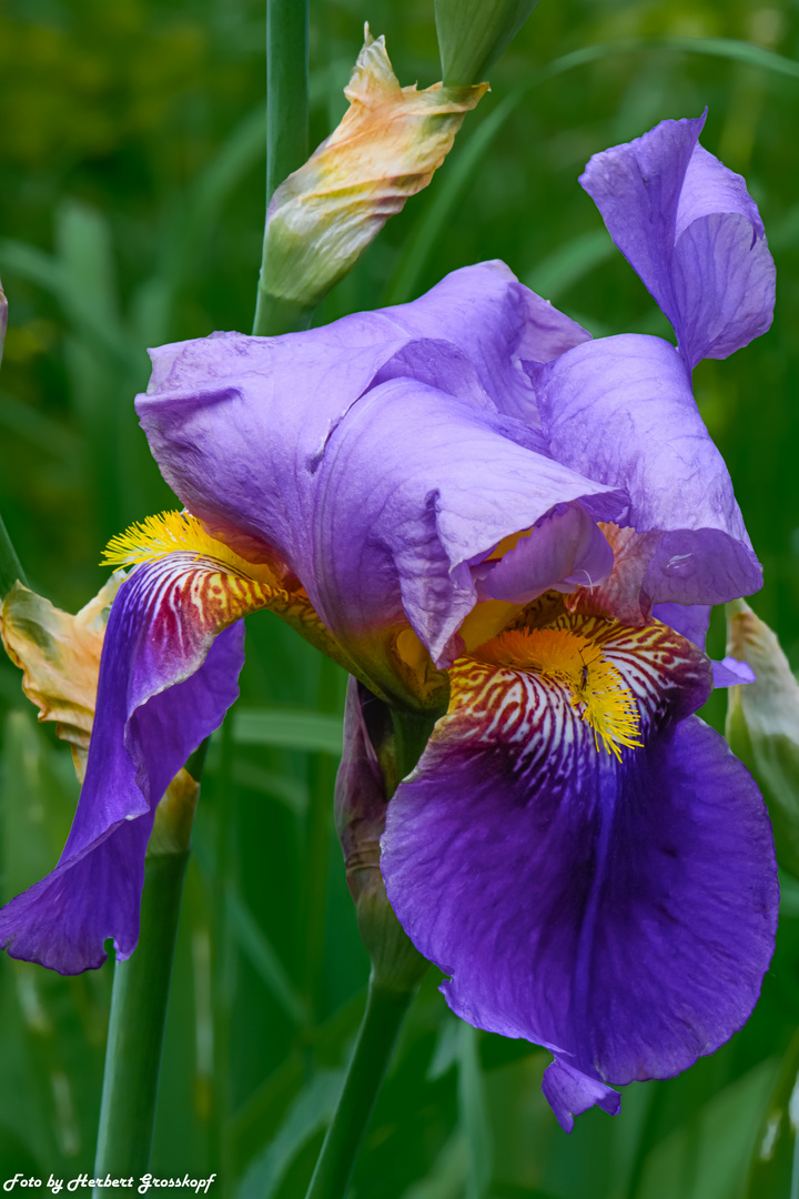 Iris Foto & Bild pflanzen, pilze & flechten, sonstiges, blüten