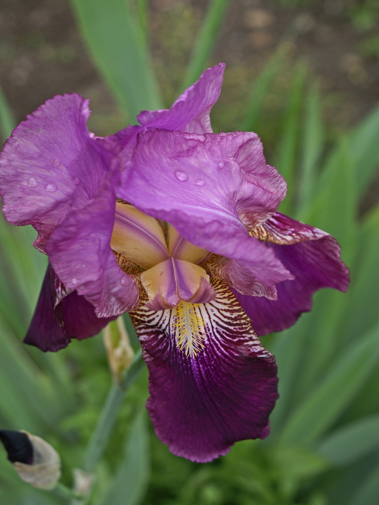 Iris