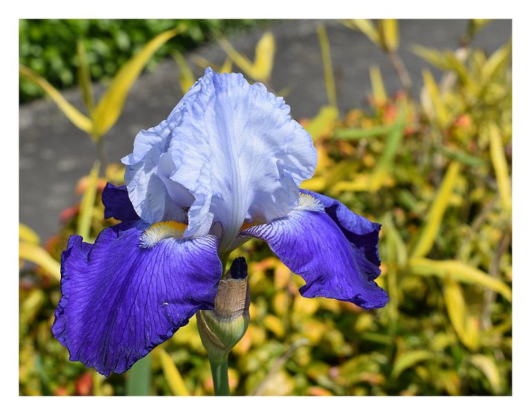 iris