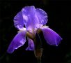 Iris ~ Fleur de Lys by Jutta S 