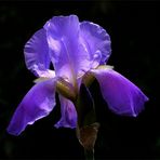 Iris ~ Fleur de Lys
