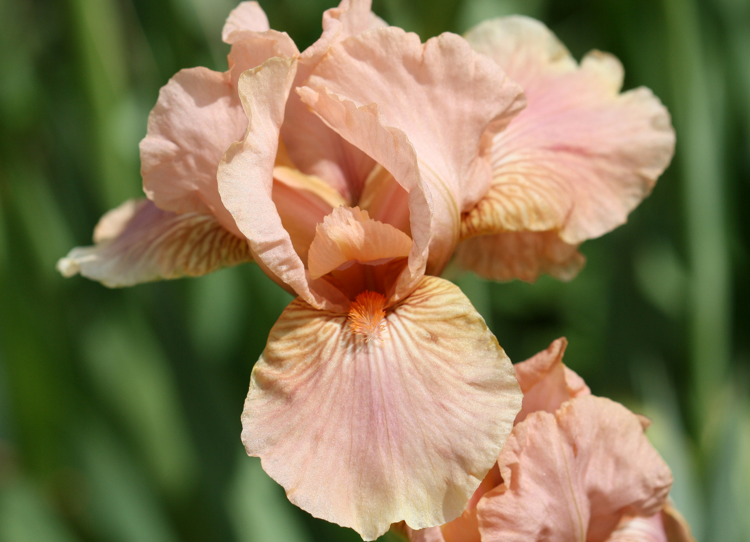 Iris 'Florish'