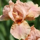 Iris 'Florish'