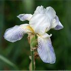 Iris for bride