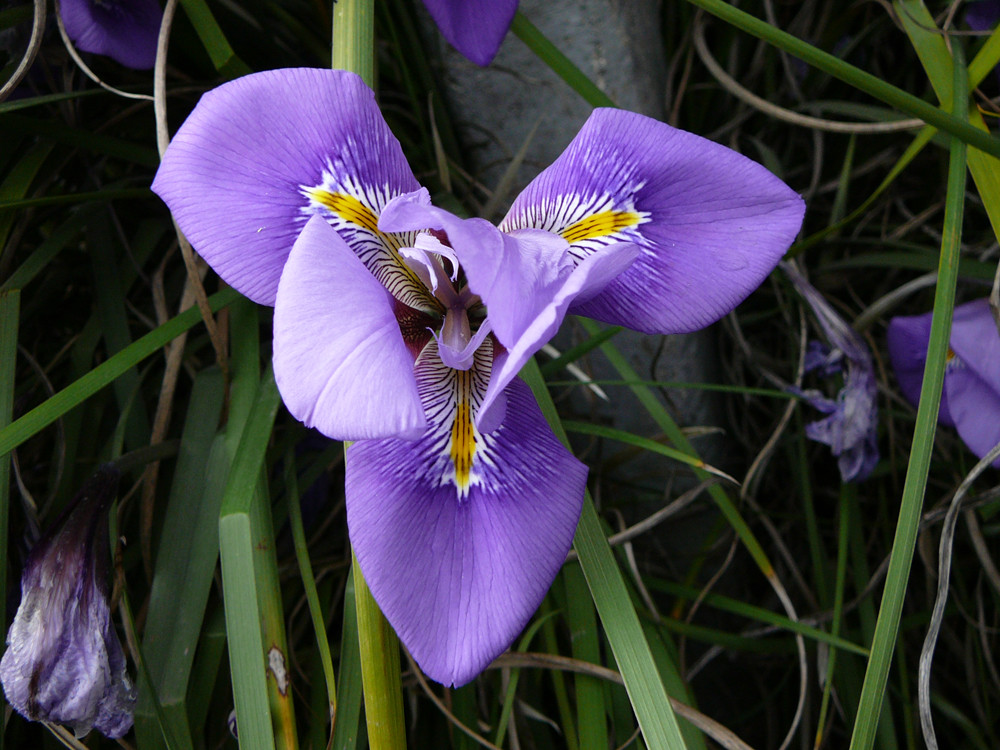 IRIS FOTO ORIGINALE